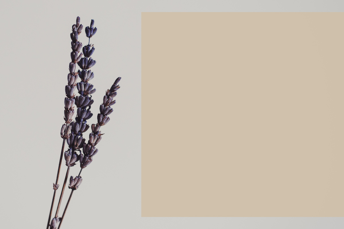 Lavender Flower with Box Space for Text